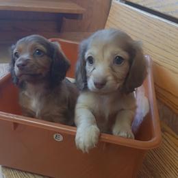 Dachshund Puppies from Nikas Baby Beanz LH Dachshunds