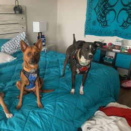Boxer Puppies from Boxer Blessings Kennel