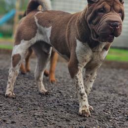 Linguini - Chocolate dilute male Chinese Shar-Pei puppy in Salem, Ohio from WrinkleMonsters