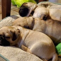 Pugs from Carolyn's Pugs