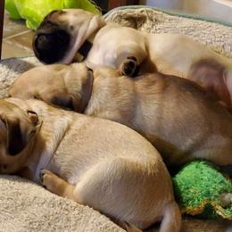 Pugs from Carolyn's Pugs