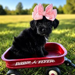 Remi (Remington) - female Cavapoochon puppy in Bullard, Texas from Cavapoochon Central LLC