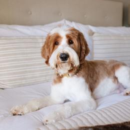Beatrix - Australian Labradoodle