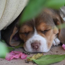 Beagle Puppies from Parmelee Beagles