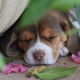 Beagle Puppies from Parmelee Beagles