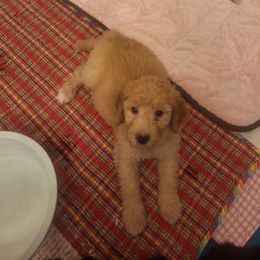 Bernedoodle Puppies from Jersey Girl's Doodles