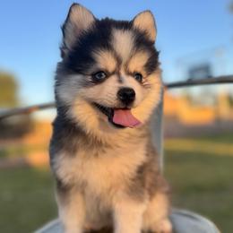 Clara - Black and white female Pomsky puppy in Mesa, Arizona from Platinum Pomskies