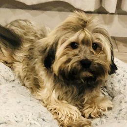 Leo - Havanese