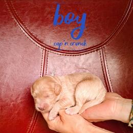 Cap'n Crunch - Cream male Goldendoodle puppy in Cambridge, Minnesota from Country Meadow Doodles