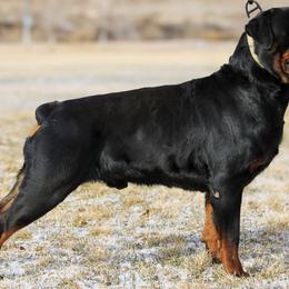 Rottweilers from Truhero Dog Kennel