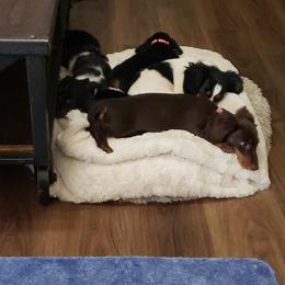 Basset Hound and Dachshund Puppies from V's Southern Angels
