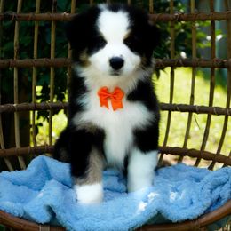 Snickers - Black tri-color male Australian Shepherd puppy in Victoria, Texas from Silvermist Australian Shepherds