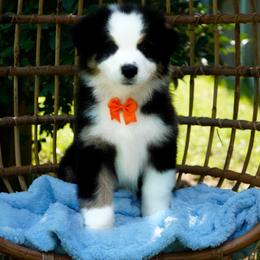 Snickers - Black tri-color male Australian Shepherd puppy in Victoria, Texas from Silvermist Australian Shepherds