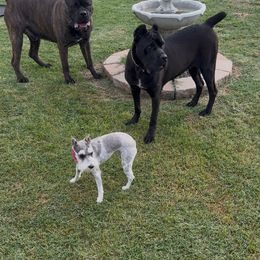 Cane Corso All Grown Up from Silver Summit Cane Corso