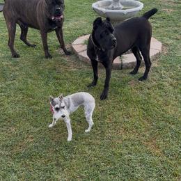 Cane Corso All Grown Up from Silver Summit Cane Corso