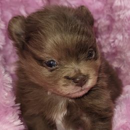 Miniature Australian Shepherds and Pomeranians from White Oak Aussies