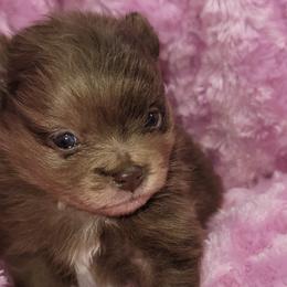Miniature Australian Shepherds and Pomeranians from White Oak Aussies