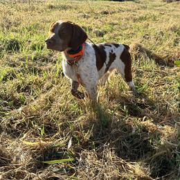 Leo - Brittany
