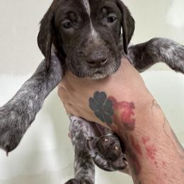 Mint - Liver roan female German Shorthaired Pointer puppy in Highland, Illinois from Big Daves Bird Dogs LLC,  BDBD