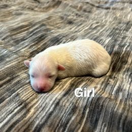 Girl 2 - White female Coton de Tulear puppy in Oakhurst, California from Gidget Cotons - ACC