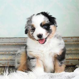 Miniature Australian Shepherds and Toy Australian Shepherds from Magnolia Hills Farm