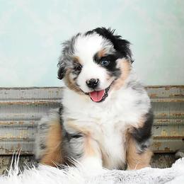 Miniature Australian Shepherds and Toy Australian Shepherds from Magnolia Hills Farm