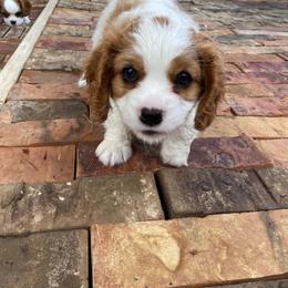 Cavalier King Charles Spaniel Puppies from Austin Cavaliers