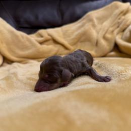 Girl 3 - Fawn (isabella) and tan female Dachshund puppy in Kingston, Oklahoma from Texoma Doxies