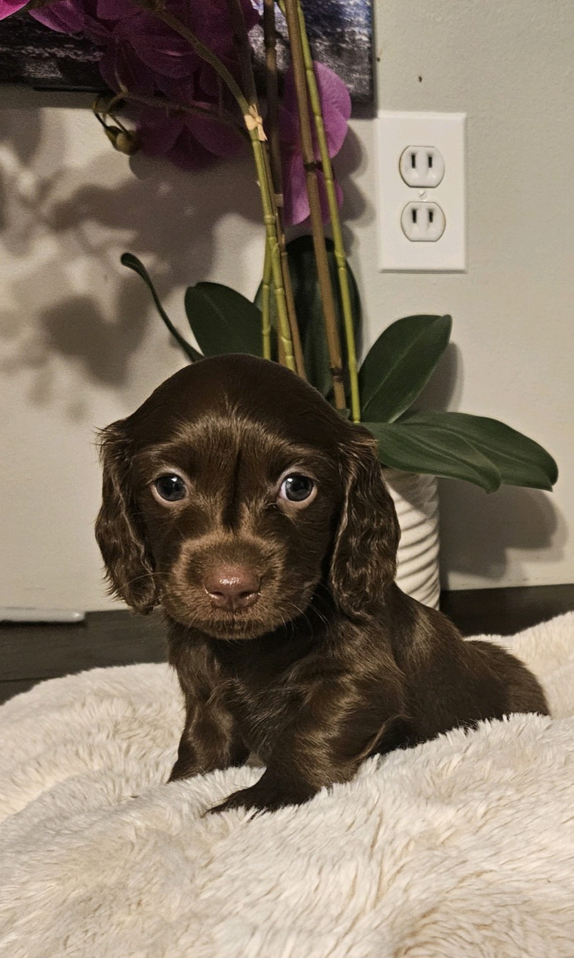 Dachshunds from Wonderful Weiners