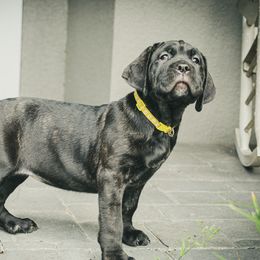 miss yellow Collar - Black brindle Cane Corso puppy in Florida from LunaLinks Cane Corsos