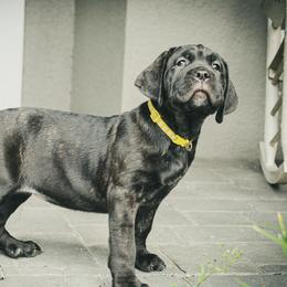 miss yellow Collar - Black brindle Cane Corso puppy in Florida from LunaLinks Cane Corsos
