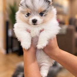 Pomeranian Puppies from Rebecca Mendoza