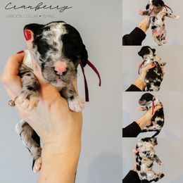 Cranberry - Merle female Sheepadoodle puppy in Republic, Missouri from DOOD & Co