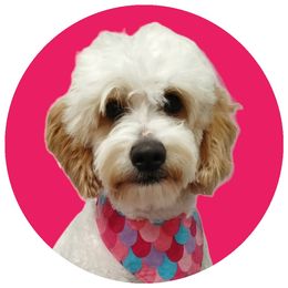 Temmie - Goldendoodle