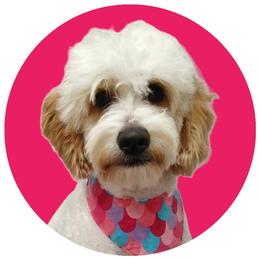 Temmie - Goldendoodle