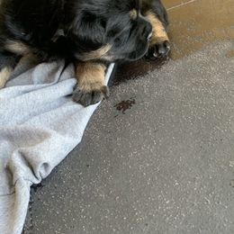 Rottweiler Puppies from Rottitales