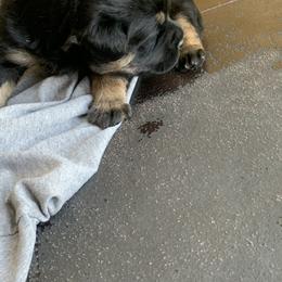 Rottweiler Puppies from Rottitales