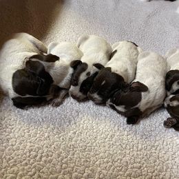 German Shorthaired Pointer puppies from Liebmeister Kennels