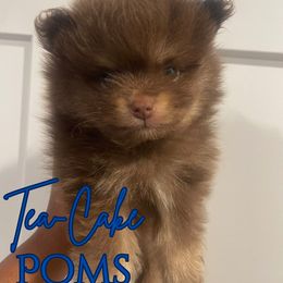Pomeranian Puppies from Tea-Cake Pomeranians of The Carolinas