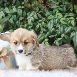 Girl 1 - Red female Pembroke Welsh Corgi puppy in Caliente, California from Rafter Cross 7