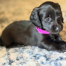 Pink Girl - Black female Dachshund puppy in Alba, Texas from Kelbe’s Dachshunds