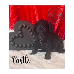 Castle - Black female Bernedoodle puppy in Belleville, Michigan from Moose Tracks Bernedoodles