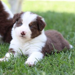 Echo - Red male Border Collie puppy in Kalispell, Montana from North Fork Border Collies