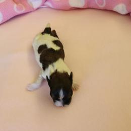 Ellie - Red sable female Havanese puppy in Sunriver, Oregon from Contigo Havanese