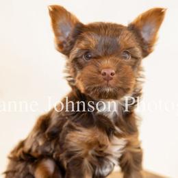 Yorkshire Terrier Puppies from Betterthan Chocolate Yorkies