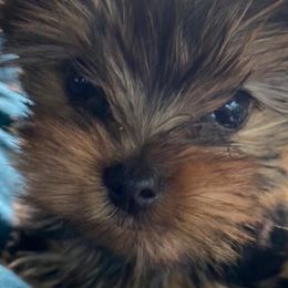 Yorkshire Terriers from Pearl Creek Yorkies