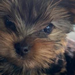 Yorkshire Terriers from Pearl Creek Yorkies