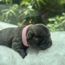 Velma - Blue female French Bulldog puppy in Salisbury, Maryland from 77 Frenchies Maryland