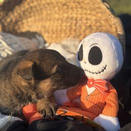 Zero (White collar) - Sable male German Shepherd puppy in Dover, Delaware from Fornax