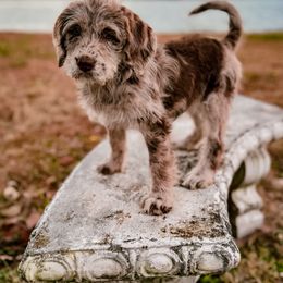 Bordoodle and Labradoodle Puppies from Howdy Doodles